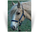 Magikal Farms Golden Charm
